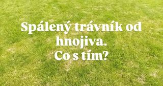 Co dělat, když se trávník spálí hnojivem? 🥵 Pokud už ke spálení došlo, lze situaci zachránit několika kroky: 🟢 Okamžitě...